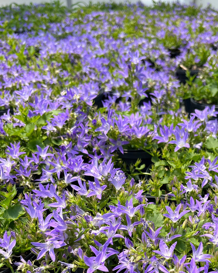 Campanula poscharskyana 'Blue Waterfall' (Serbian Bellflower)