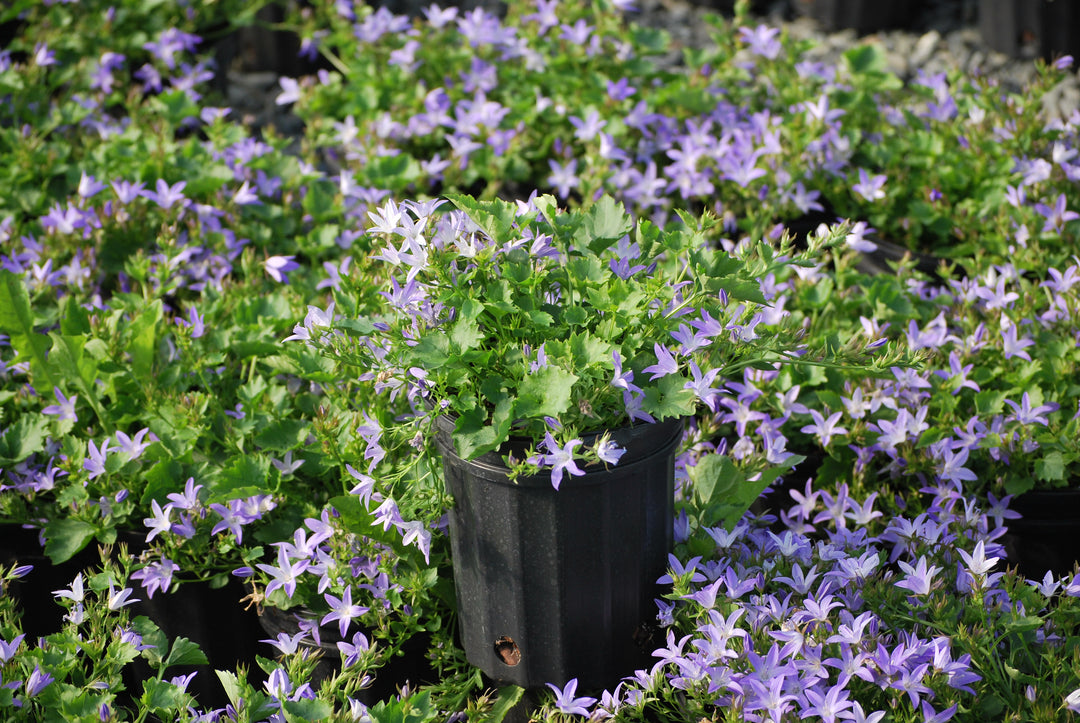 Campanula poscharskyana 'Blue Waterfall' (Serbian Bellflower)
