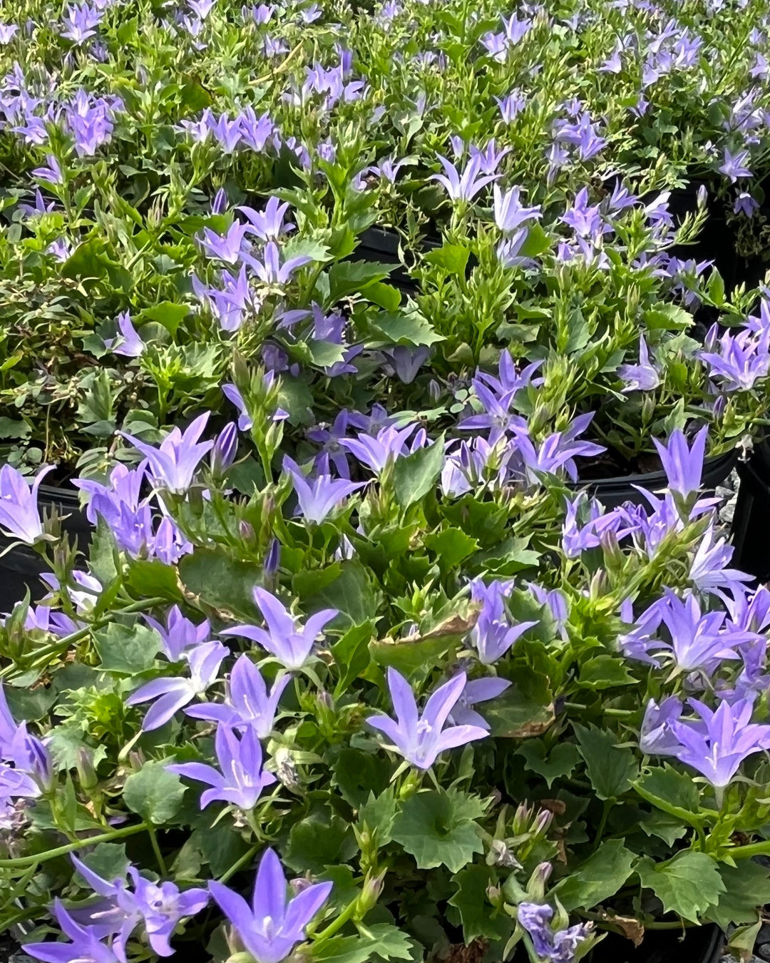 Campanula poscharskyana 'Blue Waterfall' (Serbian Bellflower)