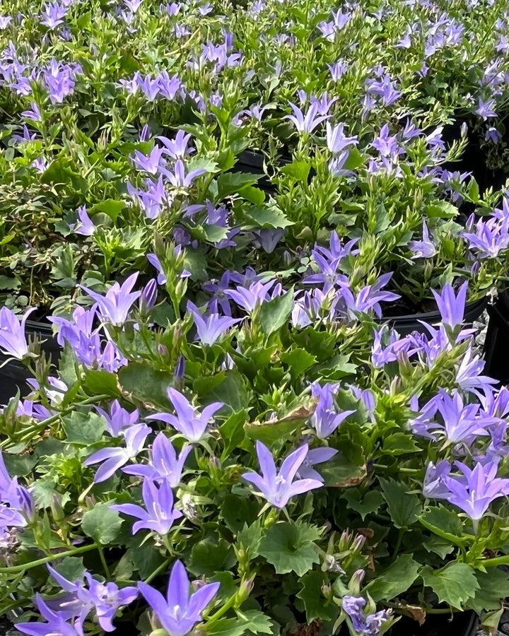 Campanula poscharskyana 'Blue Waterfall' (Serbian Bellflower)