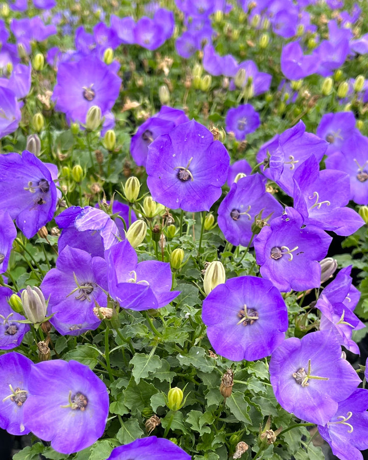 Campanula carpatica 'Rapido Blue' (Carpathian Bellflower)