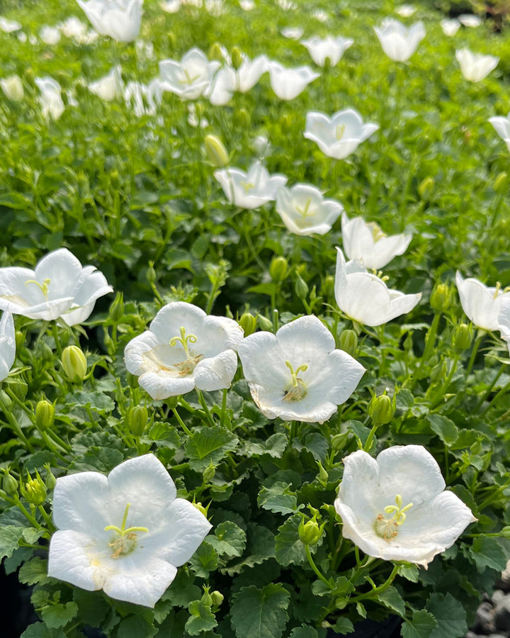 Campanula carpatica 'Rapido White' (Carpathian Bellflower)