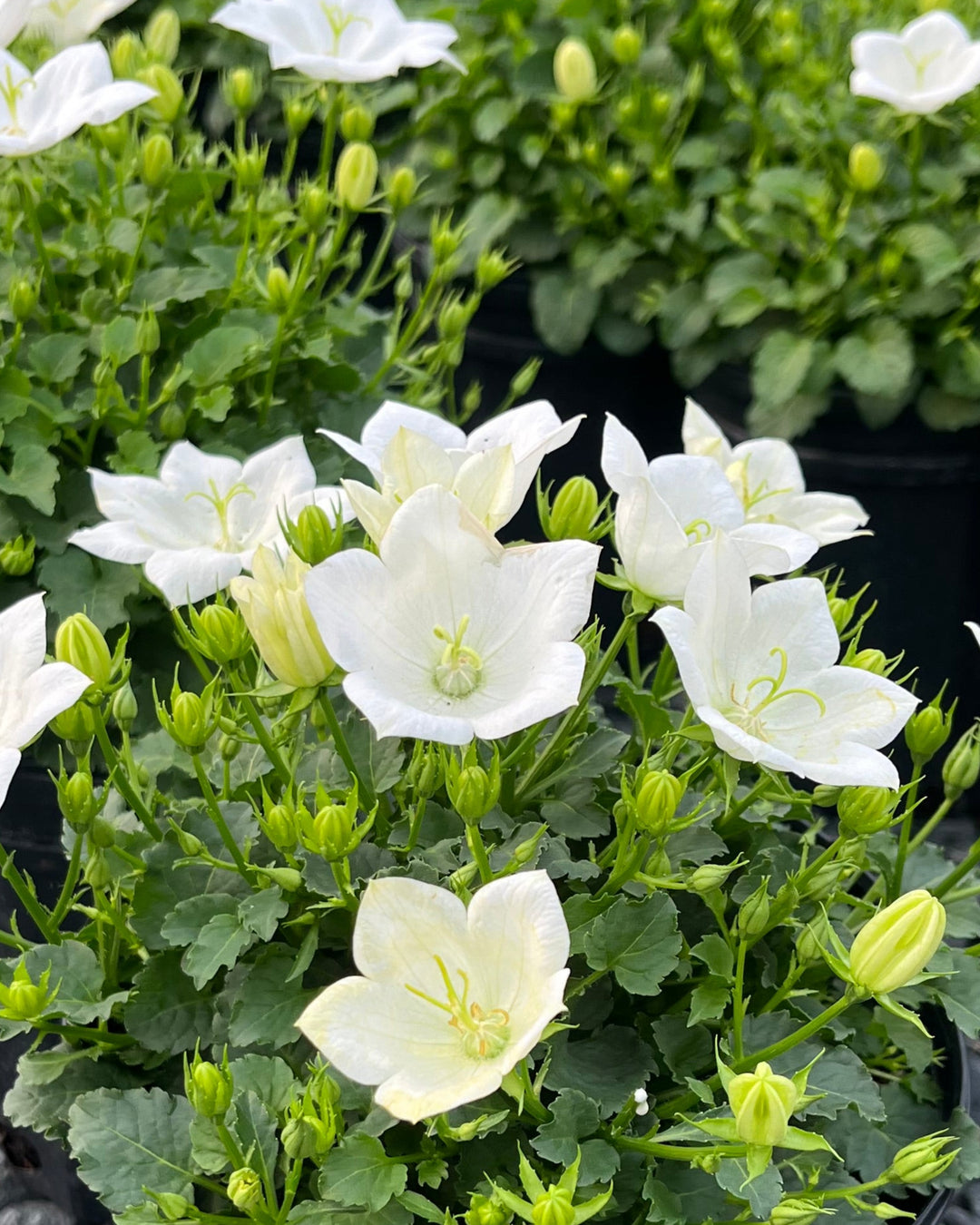 Campanula carpatica 'Rapido White' (Carpathian Bellflower)