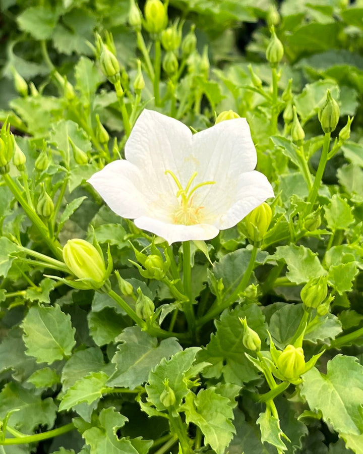 Campanula carpatica 'Rapido White' (Carpathian Bellflower)