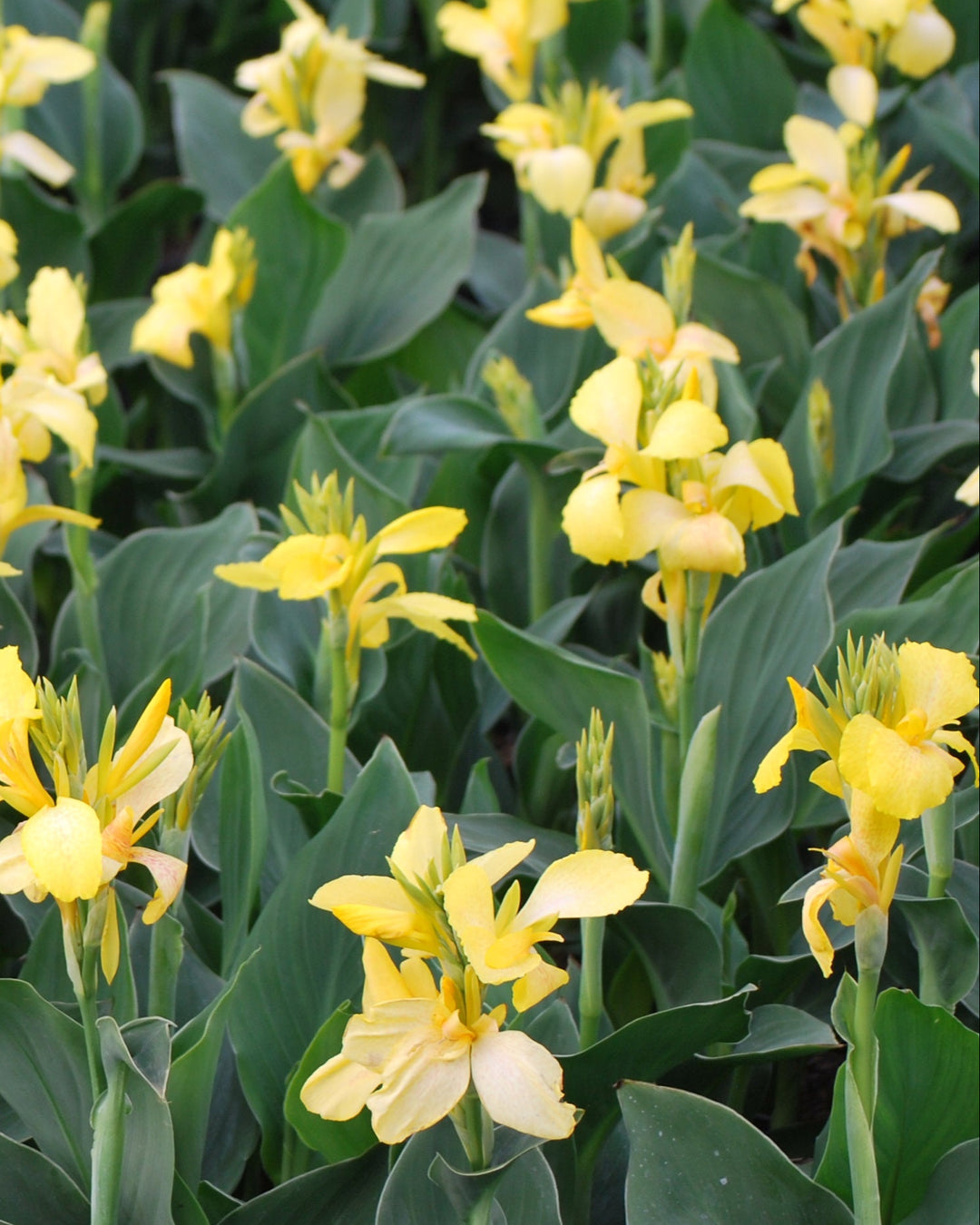 Canna Cannova® Yellow (Canna Lily)