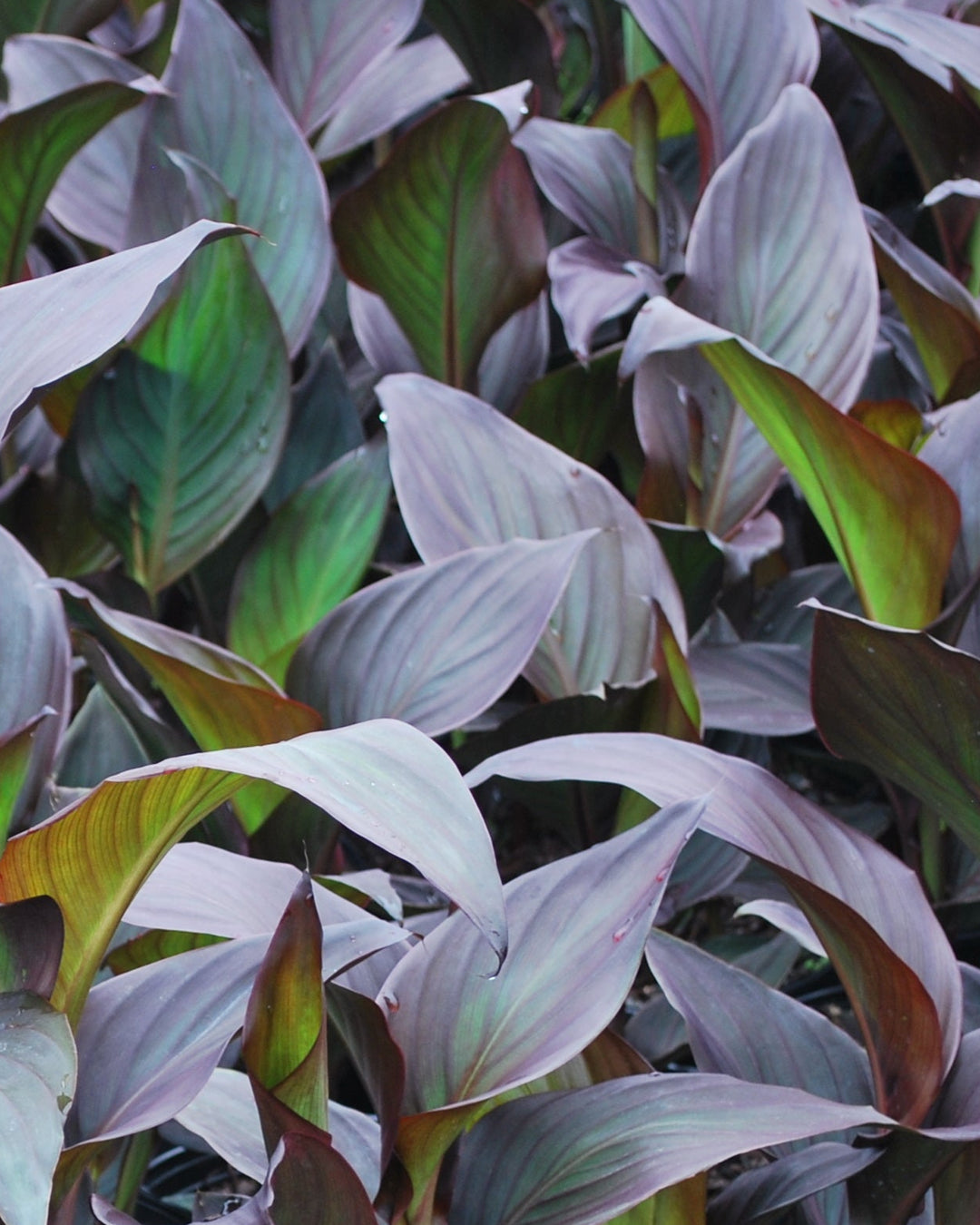 Canna Cannova® Bronze Scarlet (Canna Lily)