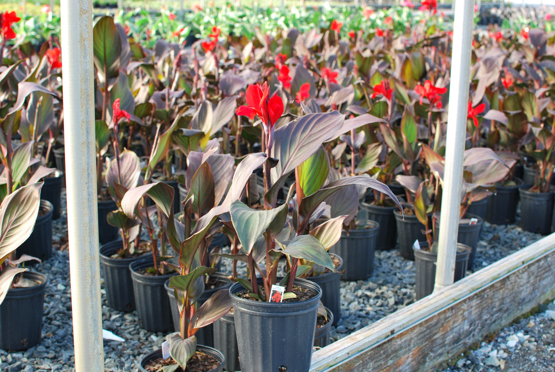 Canna Cannova® Bronze Scarlet (Canna Lily)
