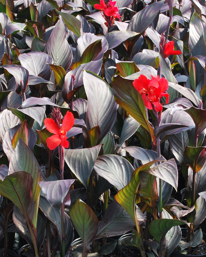 Canna Cannova® Bronze Scarlet (Canna Lily)