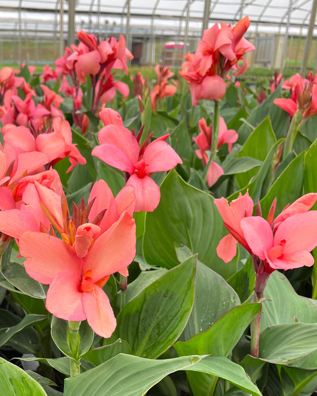 Canna Cannova® Mango (Canna Lily)