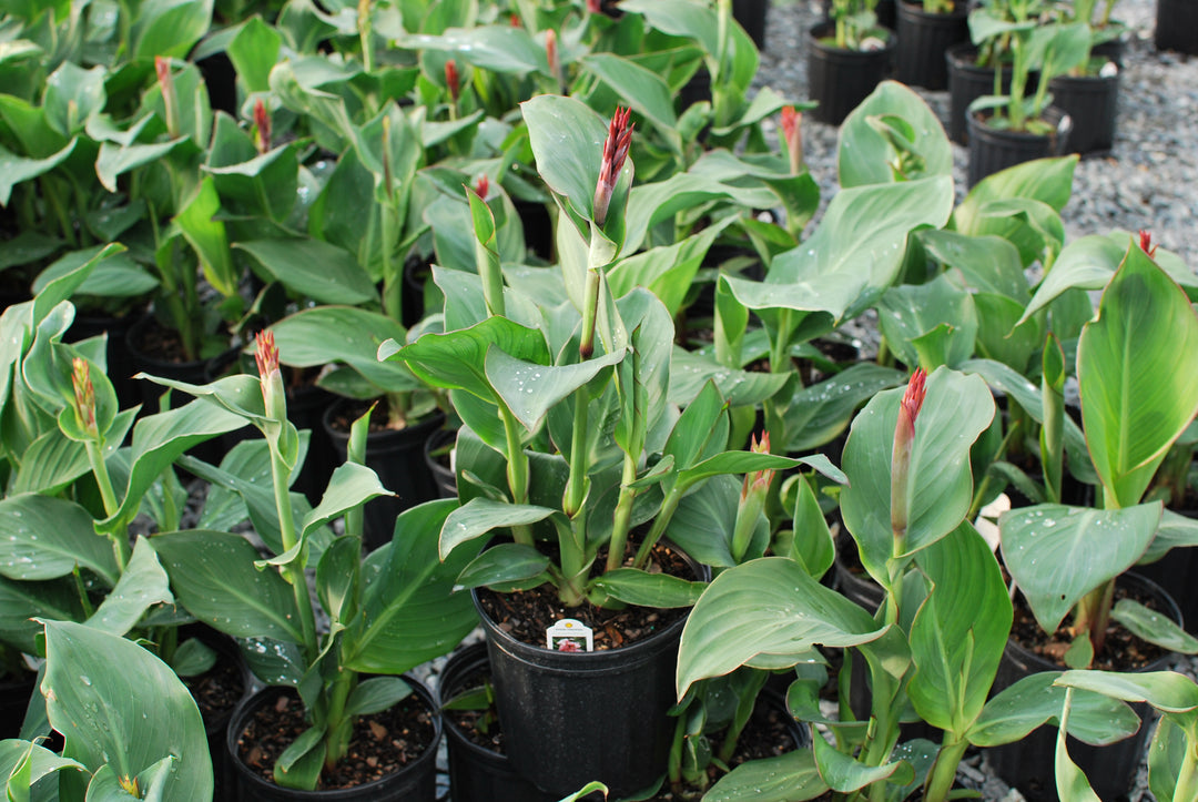 Canna Cannova® Mango (Canna Lily)
