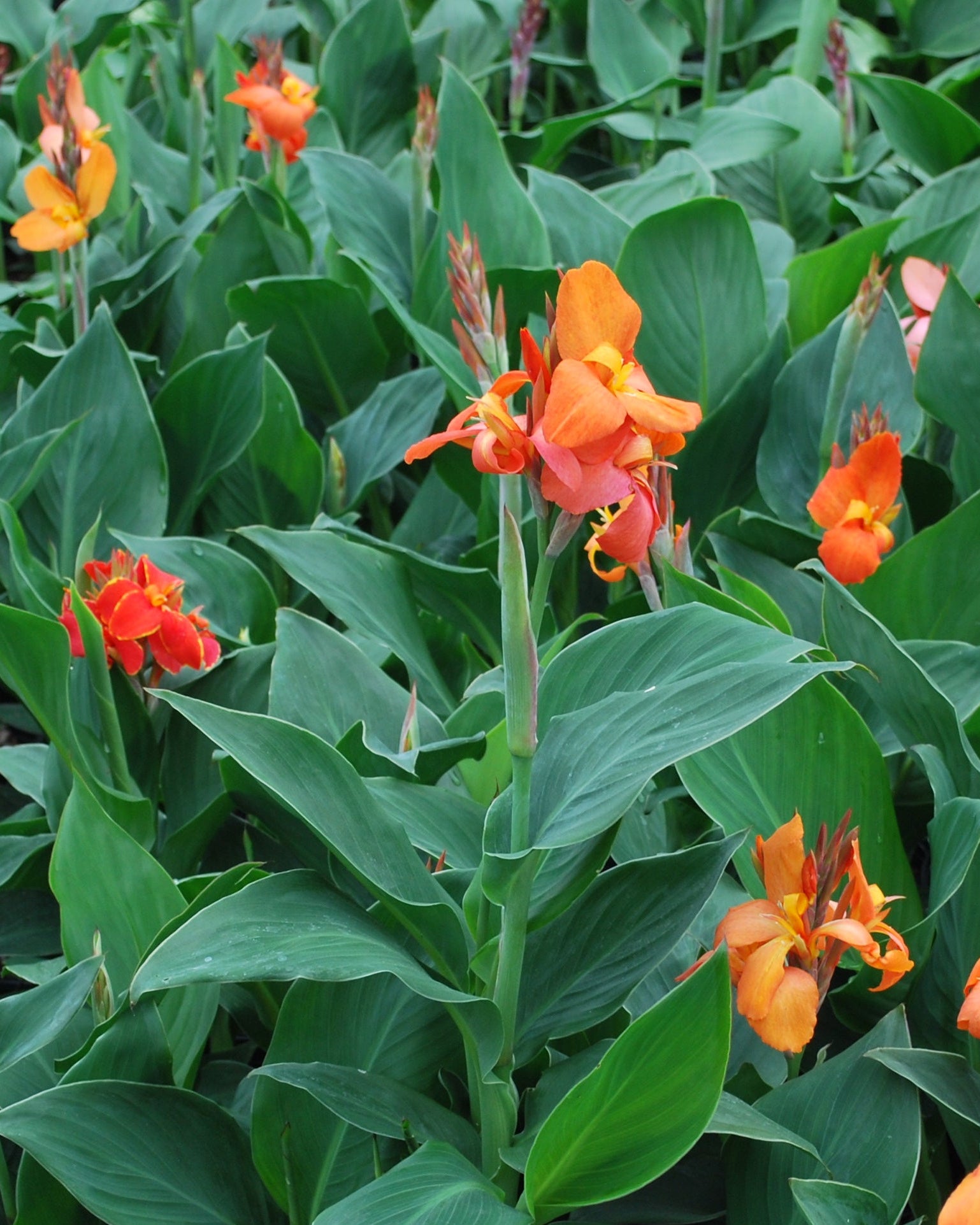 Canna Cannova® Orange (Canna Lily) – Perennial Farm Marketplace