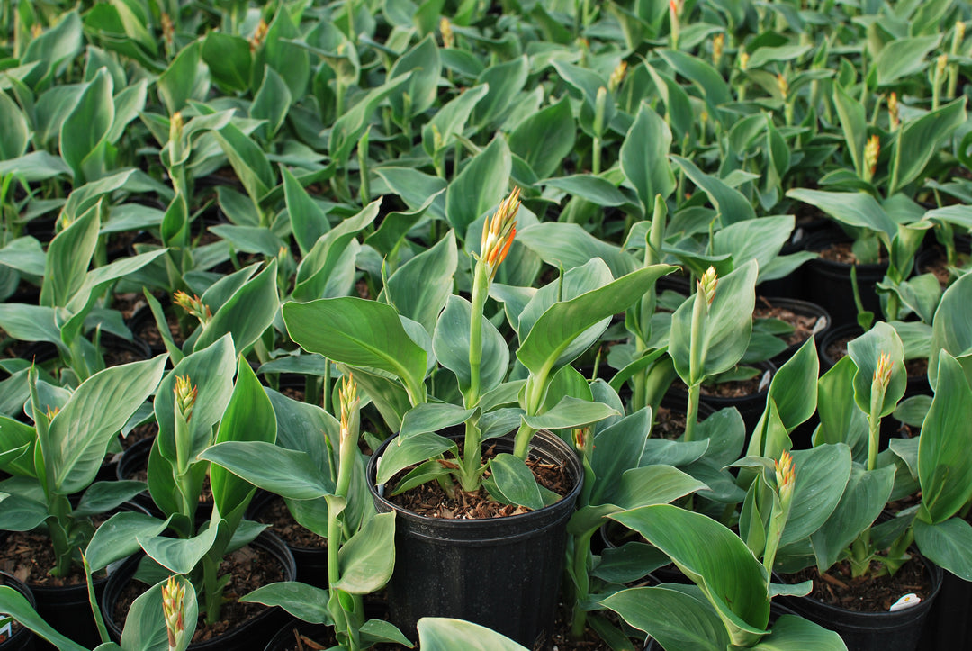 Canna Cannova® Orange (Canna Lily)