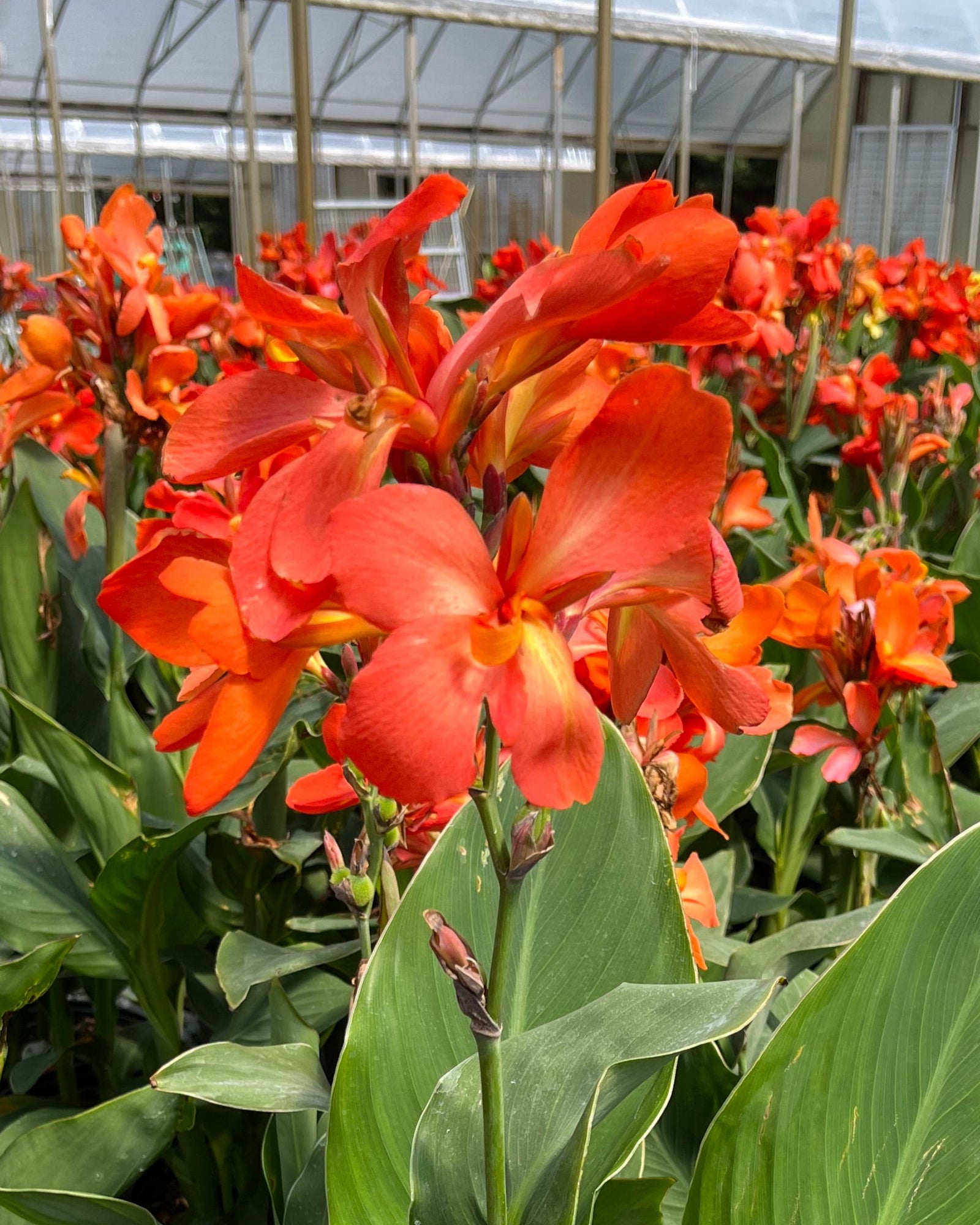 Canna Cannova® Orange (Canna Lily) – Perennial Farm Marketplace