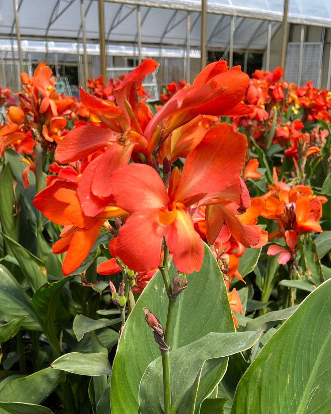 Canna Cannova® Orange (Canna Lily)
