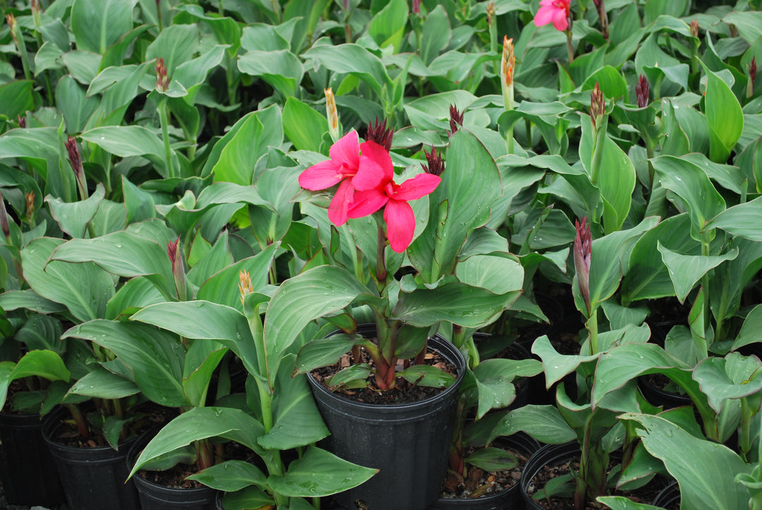 Canna Cannova® Rose (Canna Lily)