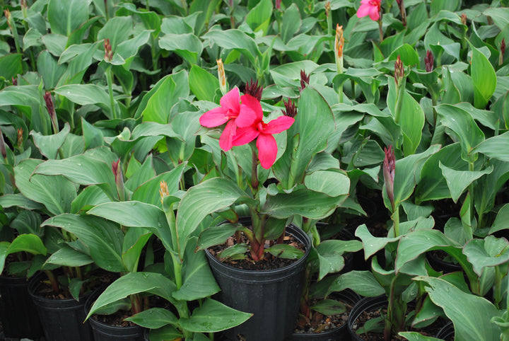 Canna Cannova® Rose (Canna Lily)