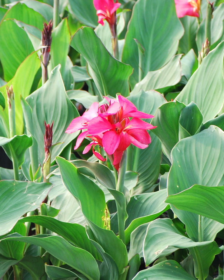 Canna Cannova® Rose (Canna Lily)