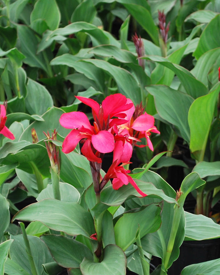 Canna Cannova® Rose (Canna Lily)