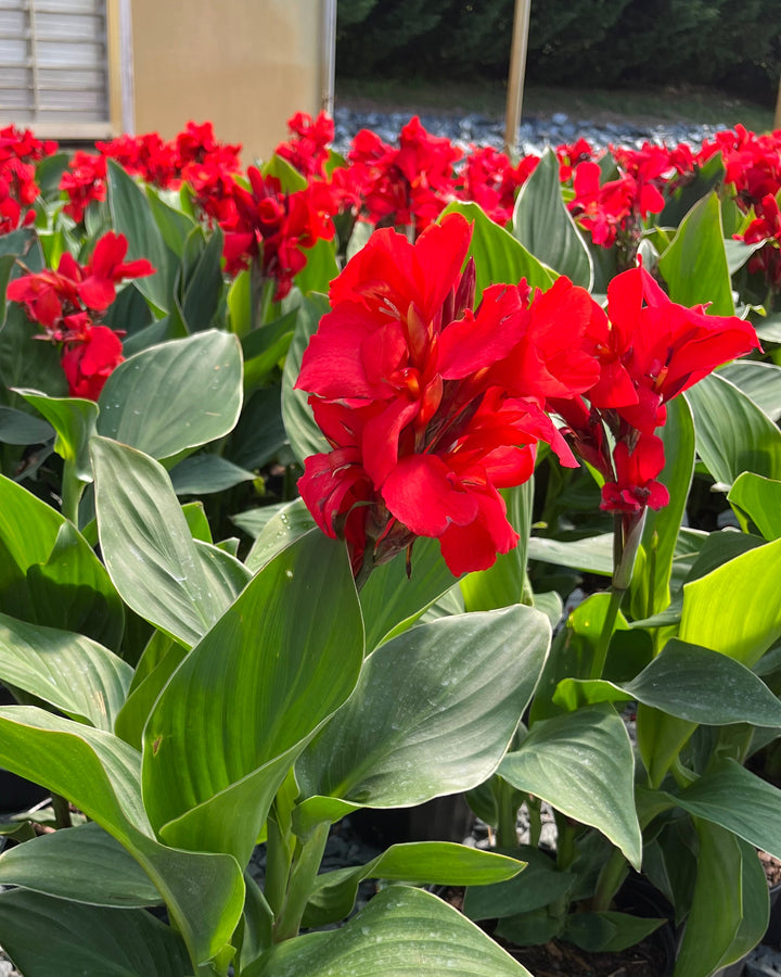 Canna Cannova® Scarlet (Canna Lily)