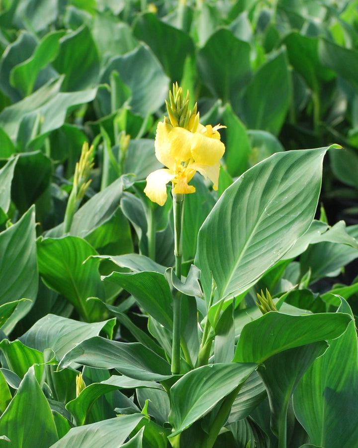 Canna Cannova® Yellow (Canna Lily)