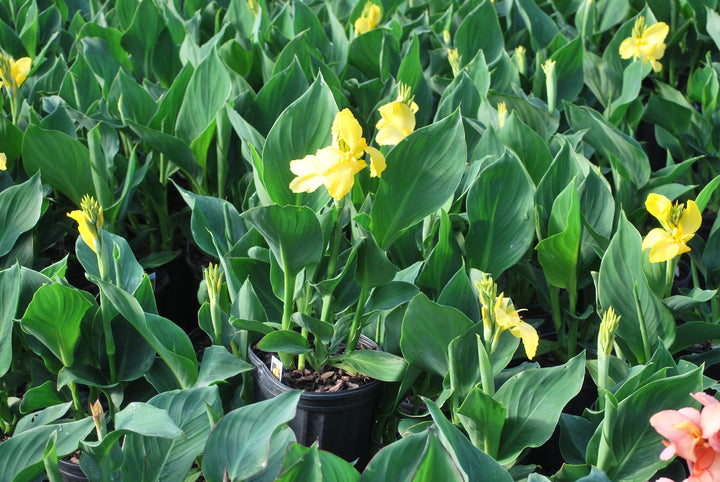 Canna Cannova® Yellow (Canna Lily)