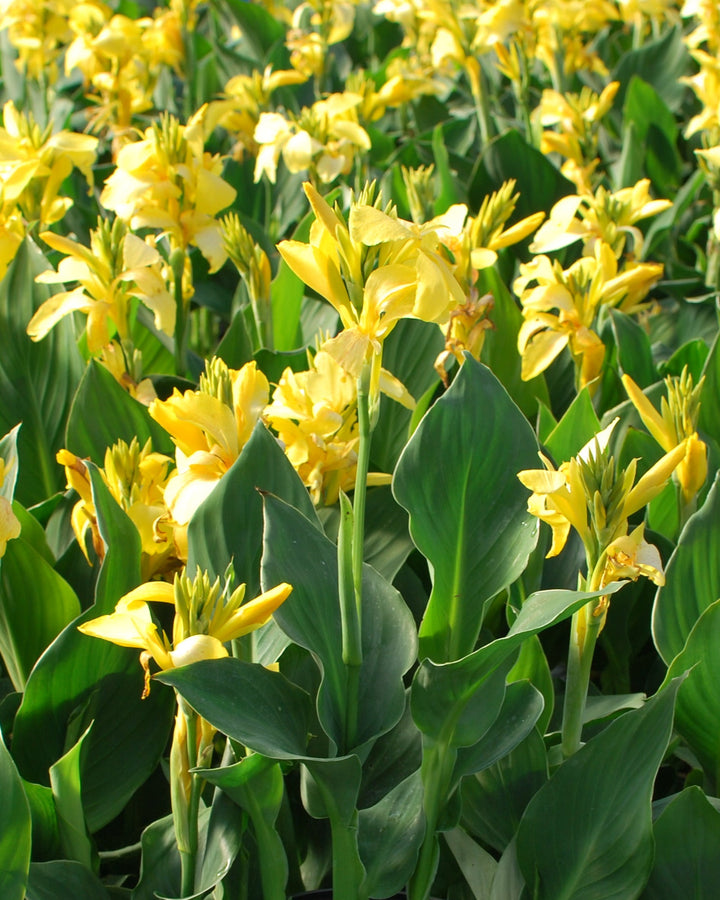 Canna Cannova® Yellow (Canna Lily)