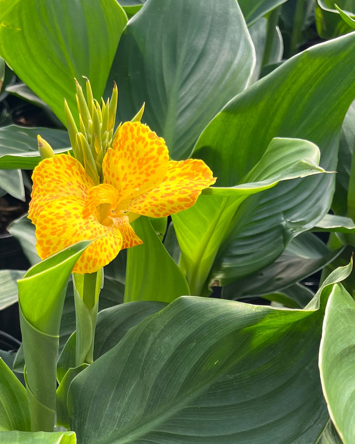 Canna Cannova® Gold Leopard (Canna Lily)
