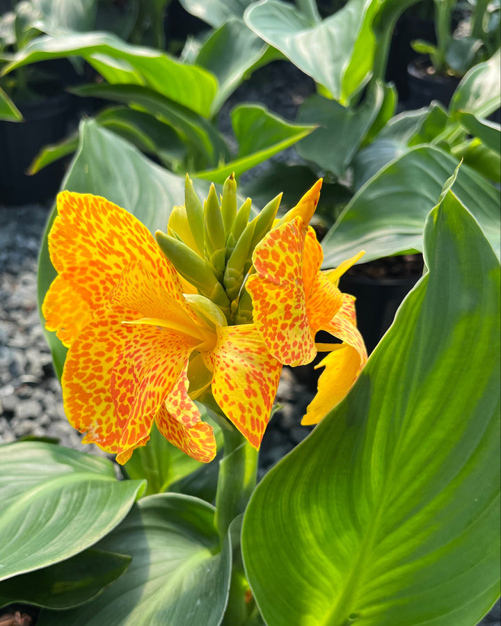 Canna Cannova® Gold Leopard (Canna Lily)