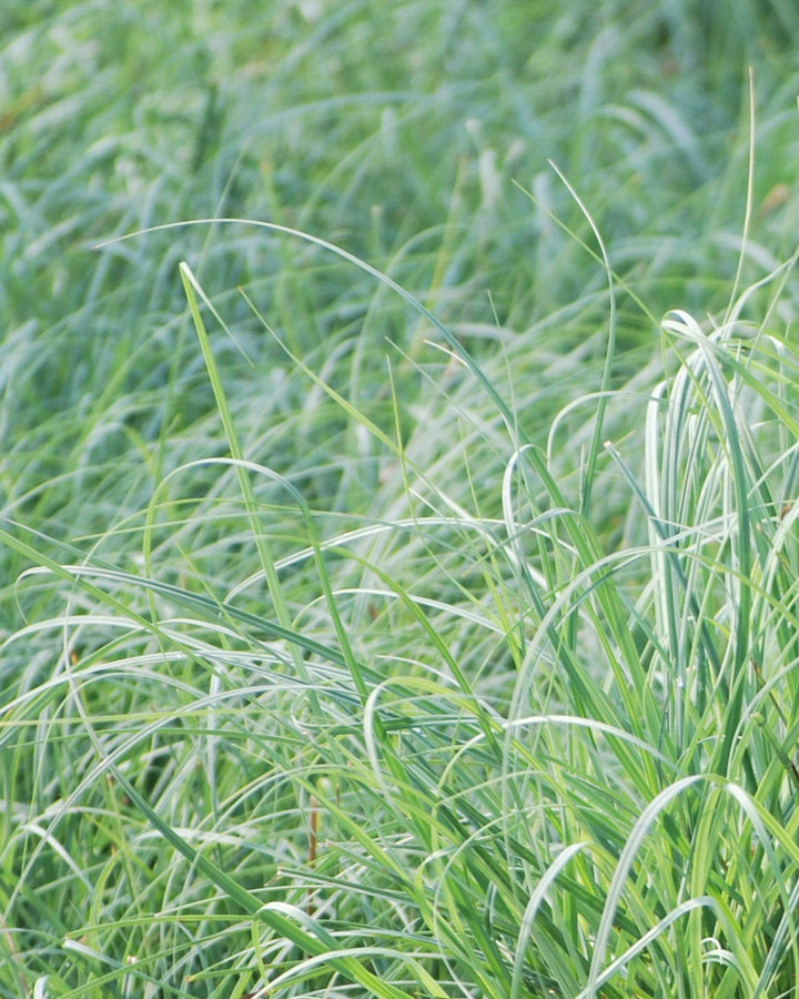 Carex glauca 'Blue Zinger' (Blue Sedge)