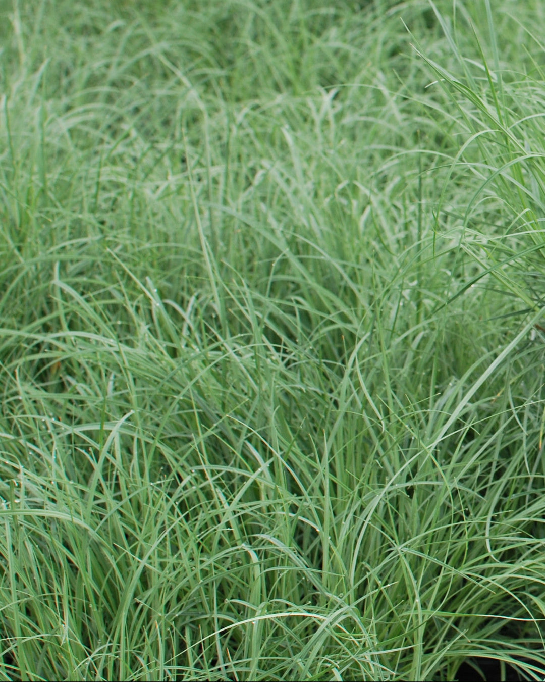 Carex glauca 'Blue Zinger' (Blue Sedge)