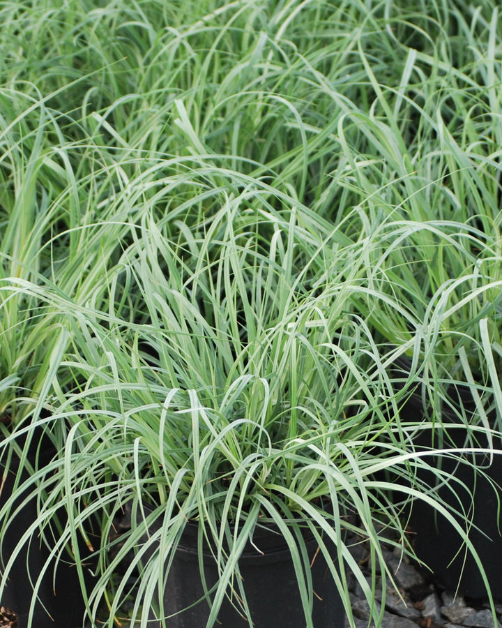 Carex glauca 'Blue Zinger' (Blue Sedge)