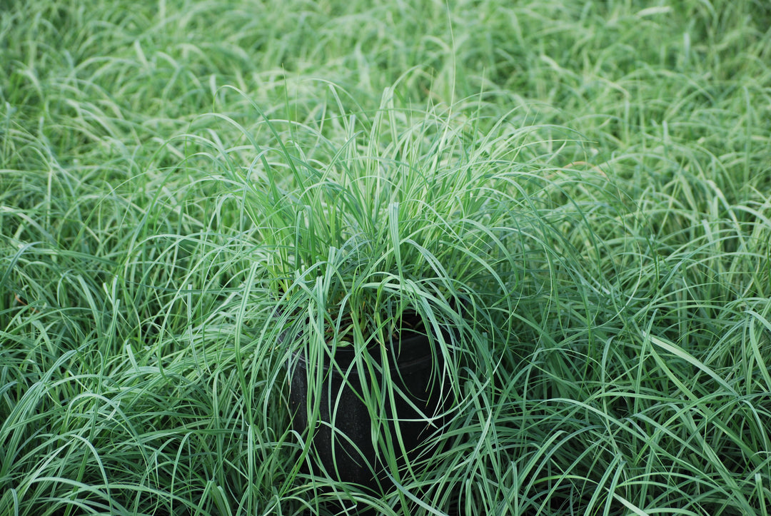 Carex glauca 'Blue Zinger' (Blue Sedge)