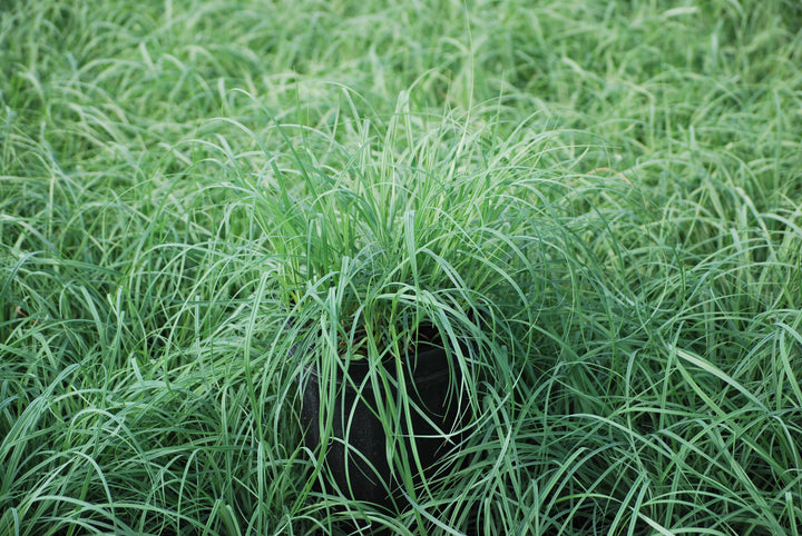 Carex glauca 'Blue Zinger' (Blue Sedge)