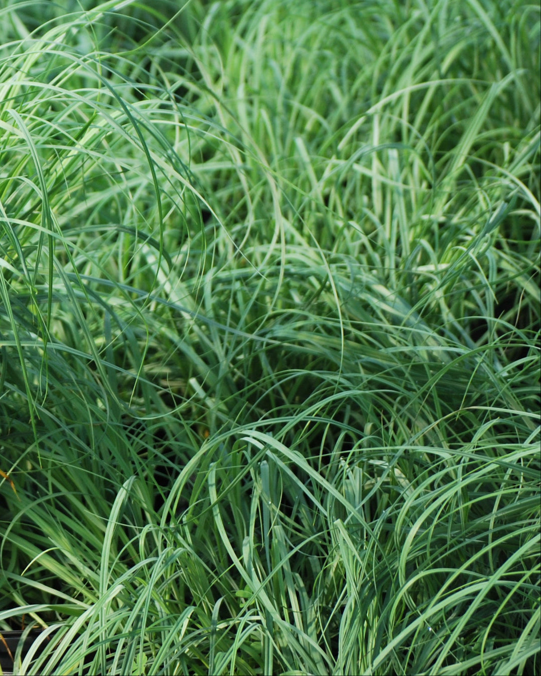 Carex glauca 'Blue Zinger' (Blue Sedge)