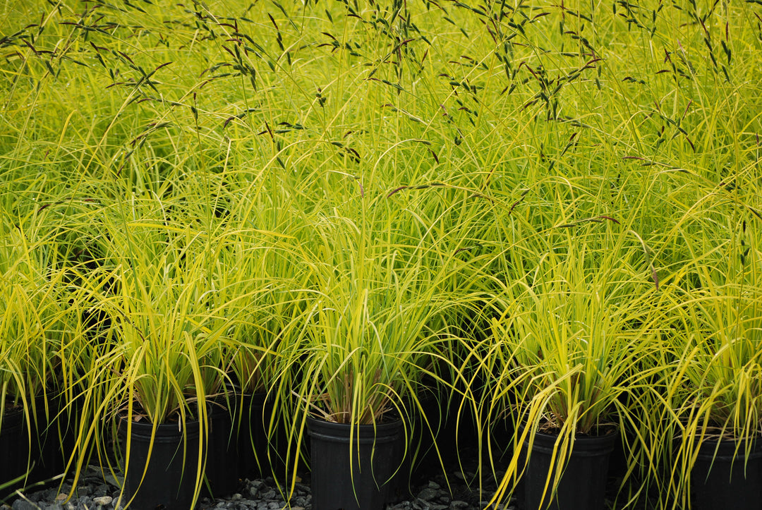 Carex elata 'Aurea' Bowles Golden (Golden Variegated Sedge)