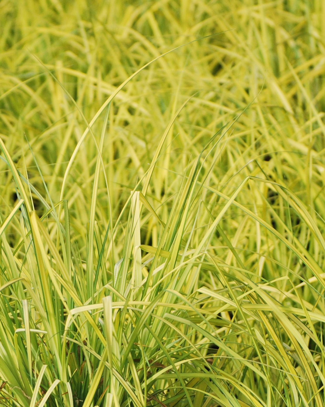 Perennial Farm Marketplace Carex elata Aurea - Thumbnail 4
