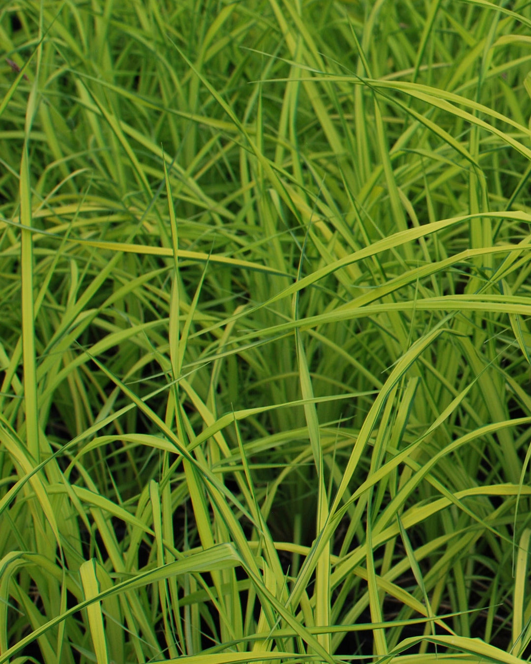 Carex elata 'Aurea' Bowles Golden (Golden Variegated Sedge)