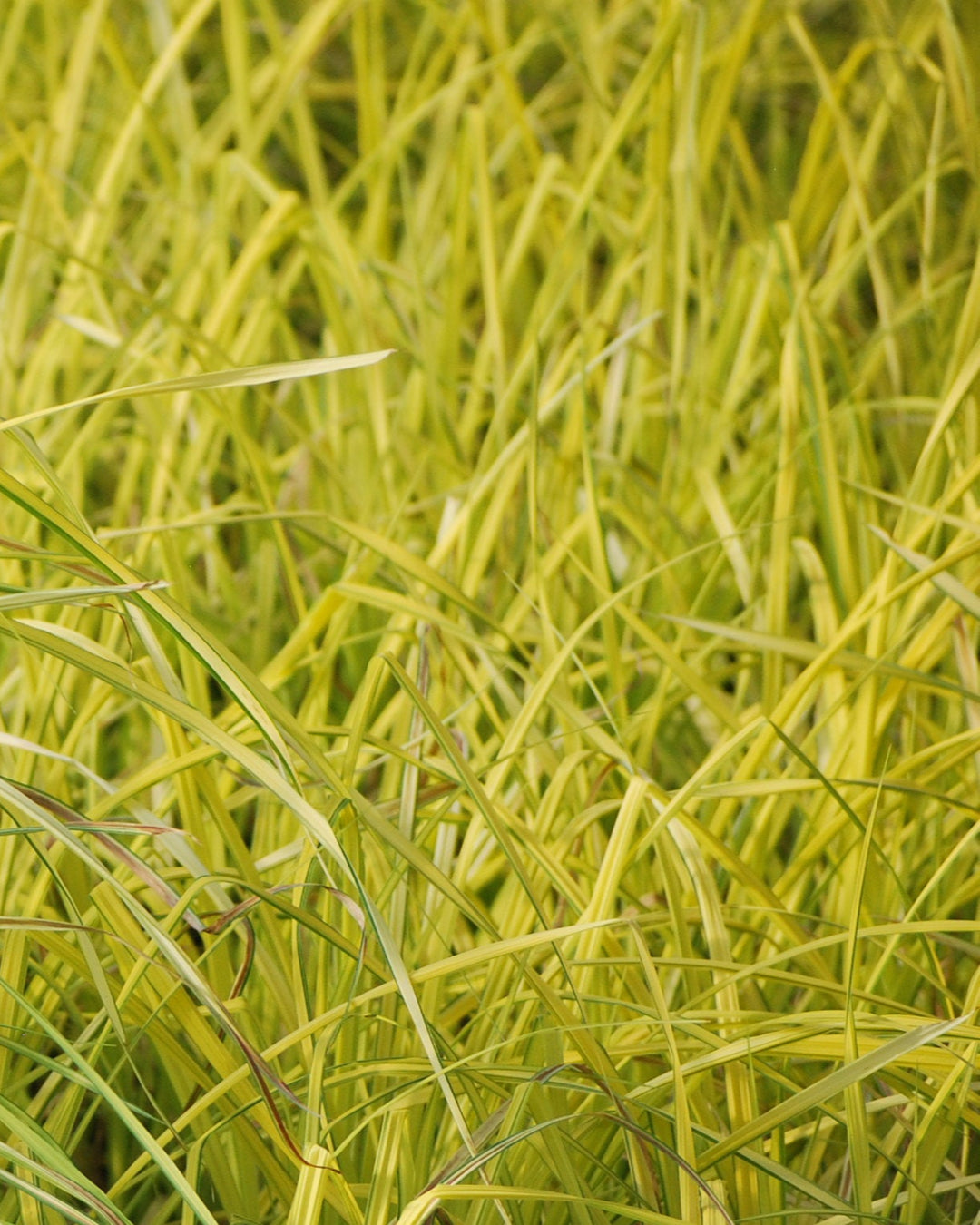 Carex elata 'Aurea' Bowles Golden (Golden Variegated Sedge)