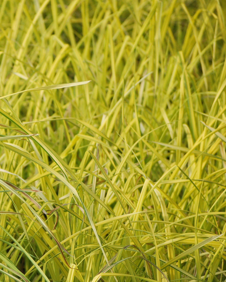 Carex elata 'Aurea' Bowles Golden (Golden Variegated Sedge)
