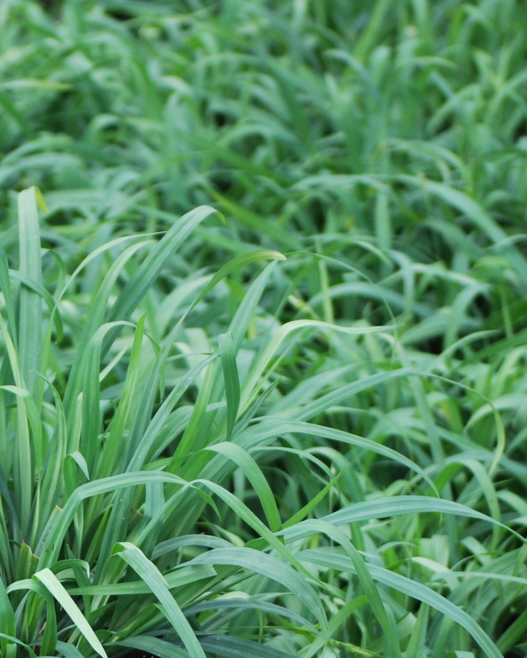 Carex laxiculmus Bunny Blue® 'Hobb' (Bunny Blue Sedge)