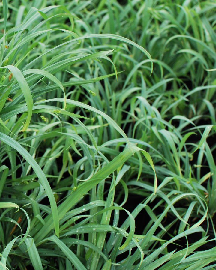 Carex laxiculmus Bunny Blue® 'Hobb' (Bunny Blue Sedge)
