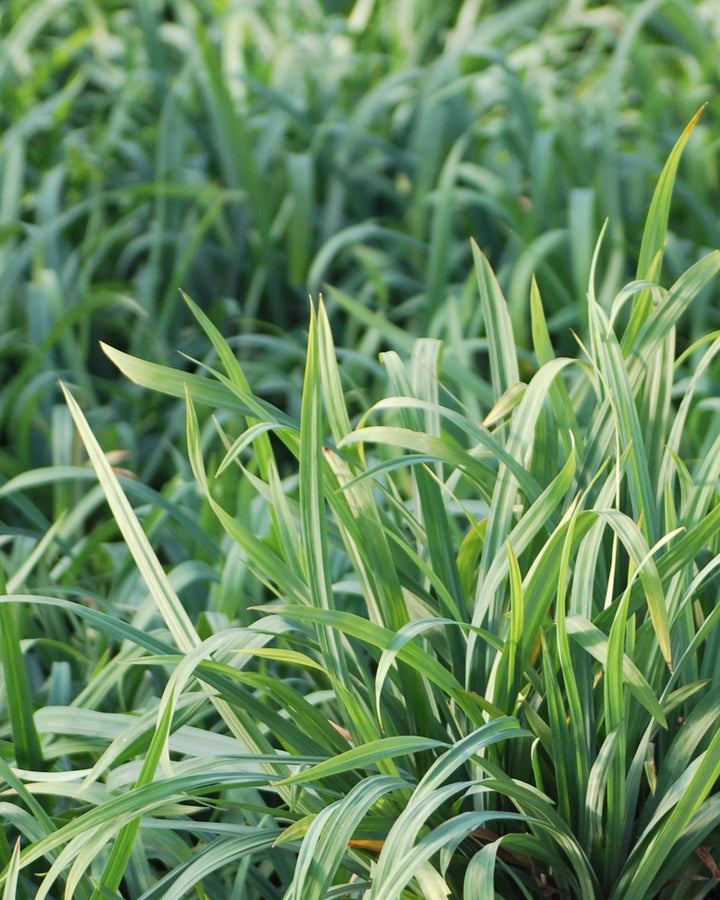 Carex laxiculmus Bunny Blue® 'Hobb' (Bunny Blue Sedge)