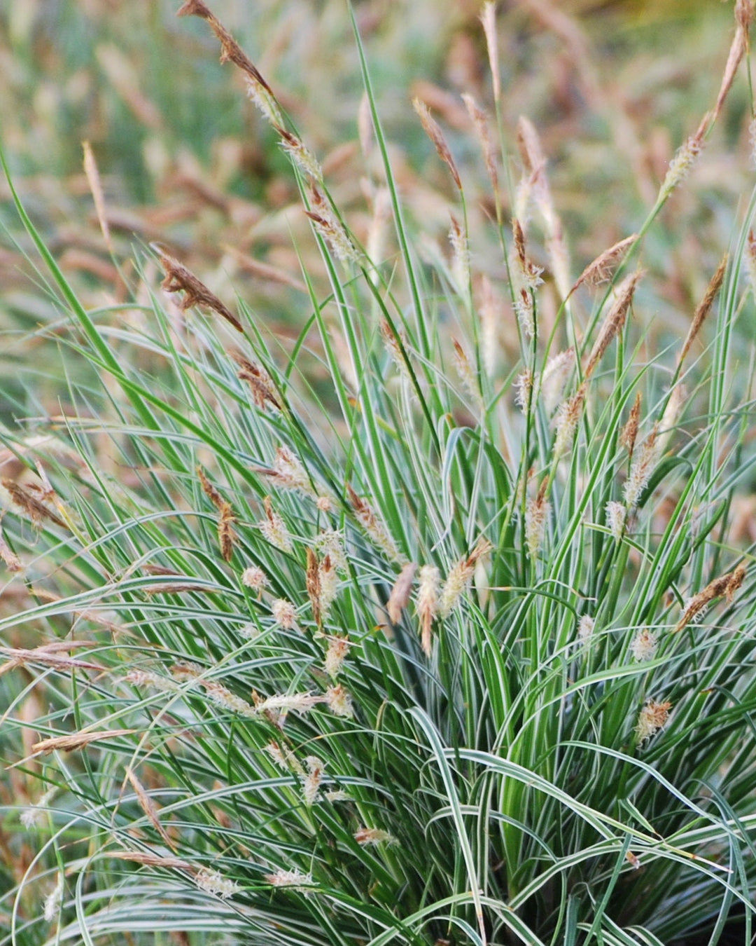 Carex oshimensis EverColor® Everest (Sedge)