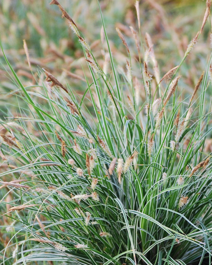 Carex oshimensis EverColor® Everest (Sedge)
