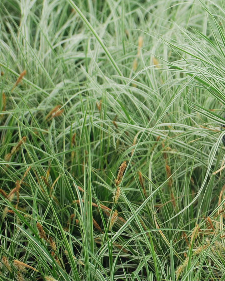 Carex oshimensis EverColor® Everest (Sedge)