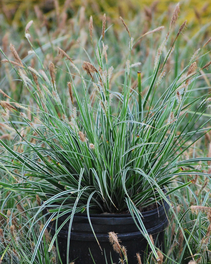 Carex oshimensis EverColor® Everest (Sedge)