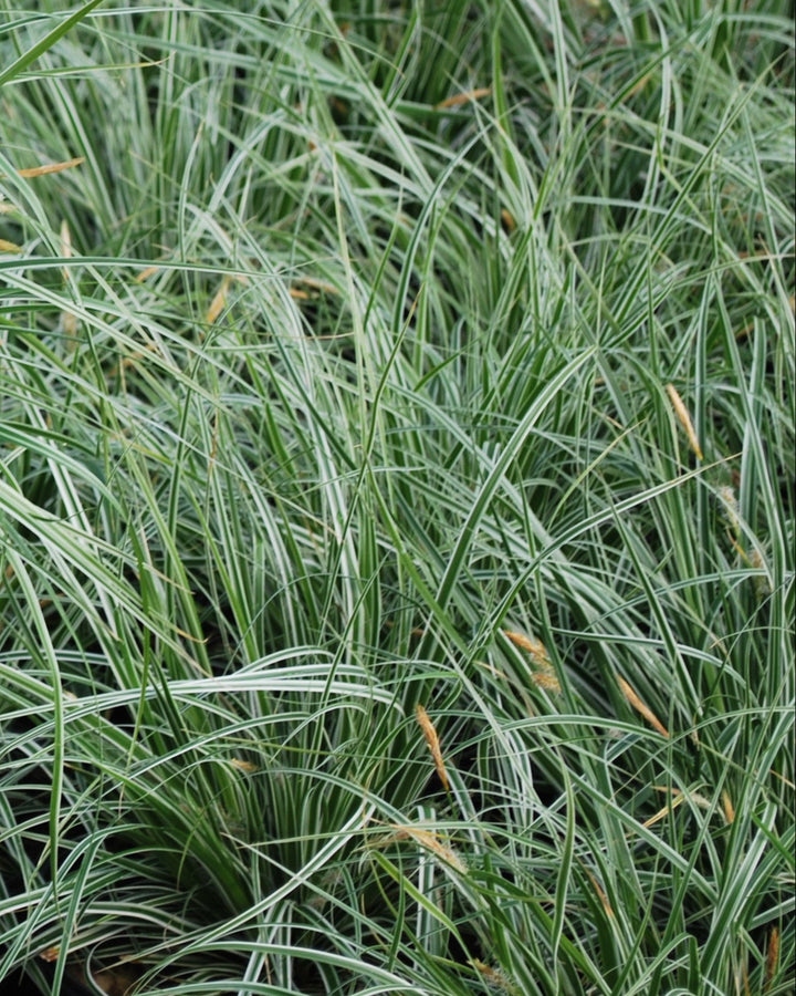 Carex oshimensis EverColor® Everest (Sedge)