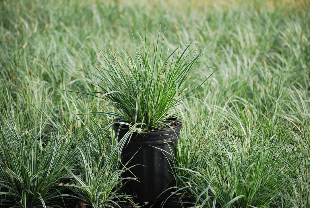 Carex oshimensis EverColor® Everest (Sedge)