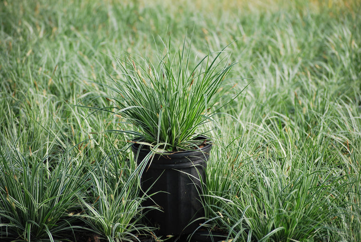 Carex oshimensis EverColor® Everest (Sedge)