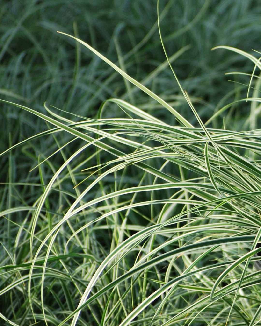 Carex oshimensis EverColor® Everest (Sedge)